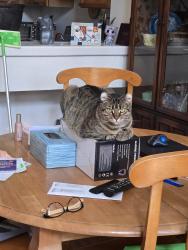Reunited Female Cat last seen Nautical Rd. and Lighthouse Ln., Oxnard, CA 93030
