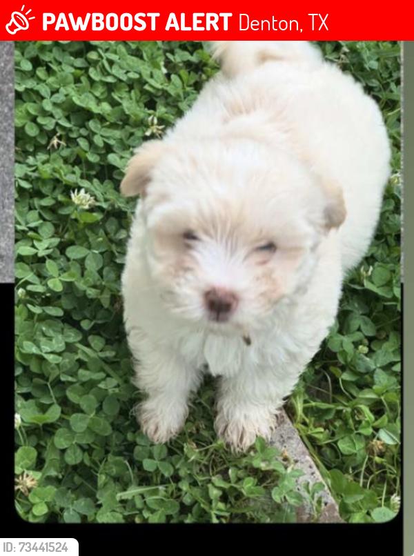 Lost Female Dog last seen Near N Elm St Ste 100 Denton, TX 76207 United States, Denton, TX 76207