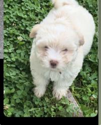 Lost Female Dog last seen Near N Elm St Ste 100 Denton, TX 76207 United States, Denton, TX 76207
