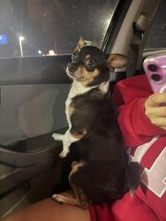 Found/Stray Male Dog last seen Montwood, El Paso, TX 79936