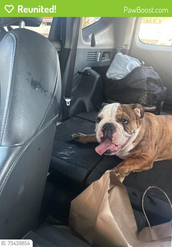 Reunited Female Dog last seen Summerfield Dr, Spring Valley, CA 91977, USA, Spring Valley, CA 91977