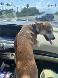 Reunited Male Dog last seen Near Severn ave, Metairie, LA 70001