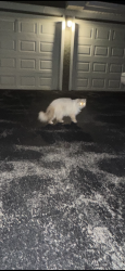 Found/Stray Unknown Cat last seen Hintz and lakeviee, Wheeling, IL 60090