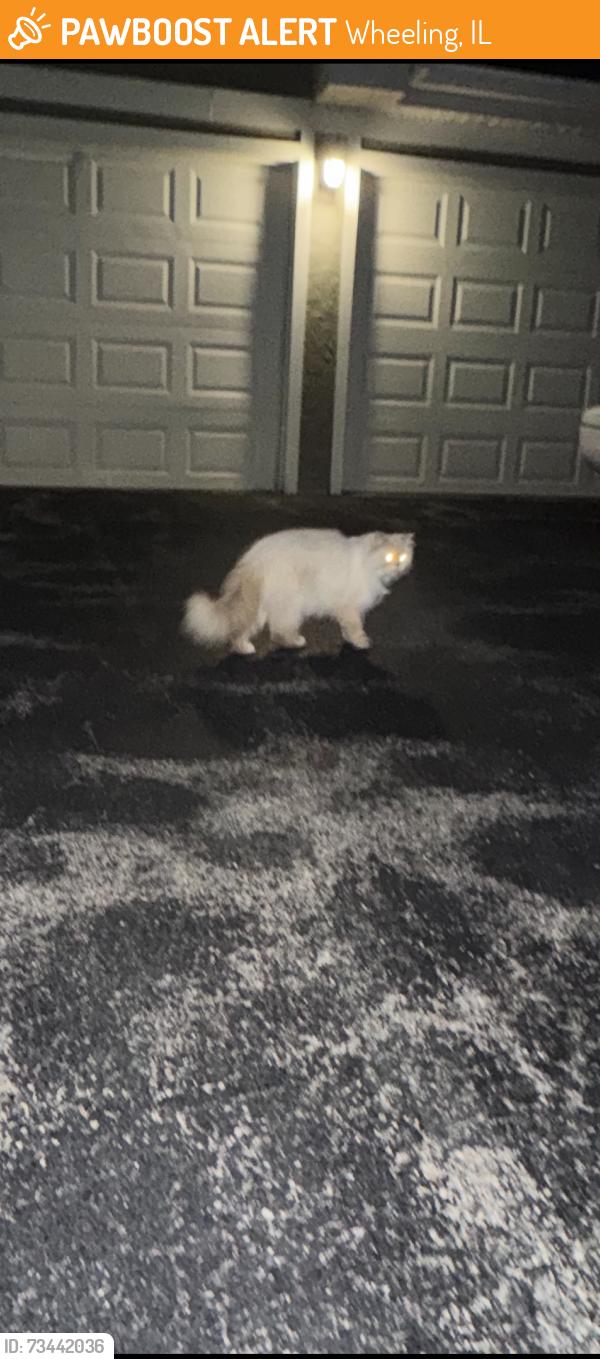 Found/Stray Unknown Cat last seen Hintz and lakeviee, Wheeling, IL 60090