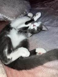 Lost Male Cat last seen Franks Park in Hilliard OH, Hilliard, OH 43026