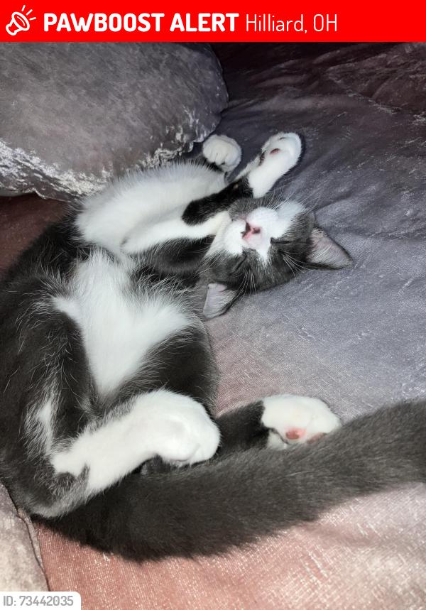 Lost Male Cat last seen Franks Park in Hilliard OH, Hilliard, OH 43026