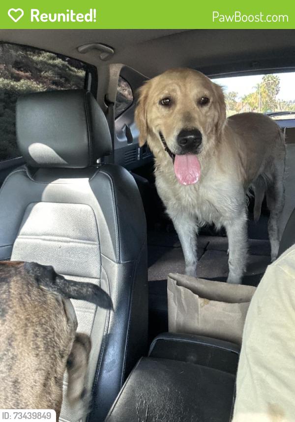 Reunited Female Dog last seen Summerfield Dr, Spring Valley, CA 91977, USA, Spring Valley, CA 91977