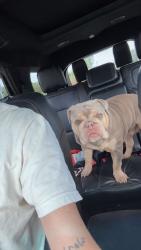 Lost Female Dog last seen Cr 439 eustis, Eustis, FL 32736