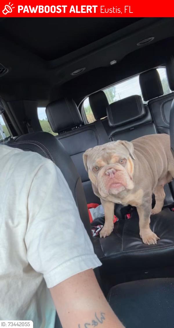 Lost Female Dog last seen Cr 439 eustis, Eustis, FL 32736