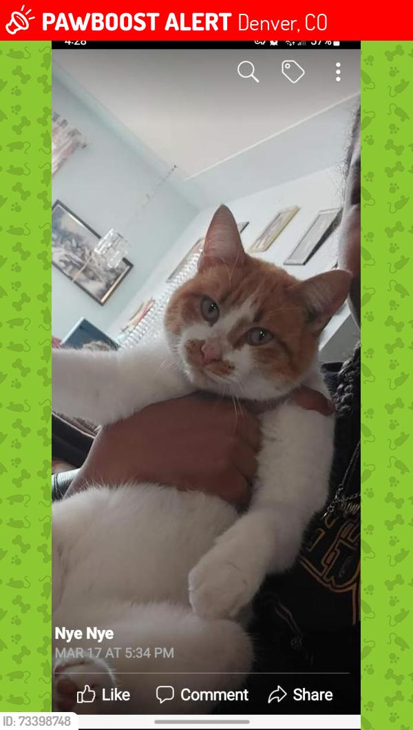 Lost Male Cat last seen MISSISSIPPI AND SABLE, Denver, CO 80012