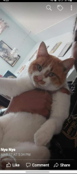 Lost Male Cat last seen MISSISSIPPI AND SABLE, Denver, CO 80012