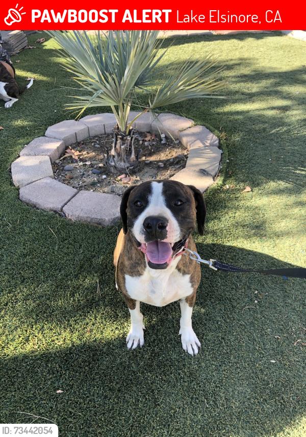 Lost Male Dog last seen Macy St & Grand Ave, Lake Elsinore, CA 92530