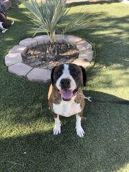 Lost Male Dog last seen Macy St & Grand Ave, Lake Elsinore, CA 92530