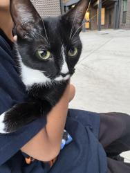 Found/Stray Unknown Cat last seen Quari st and 30th, Aurora, CO 80299