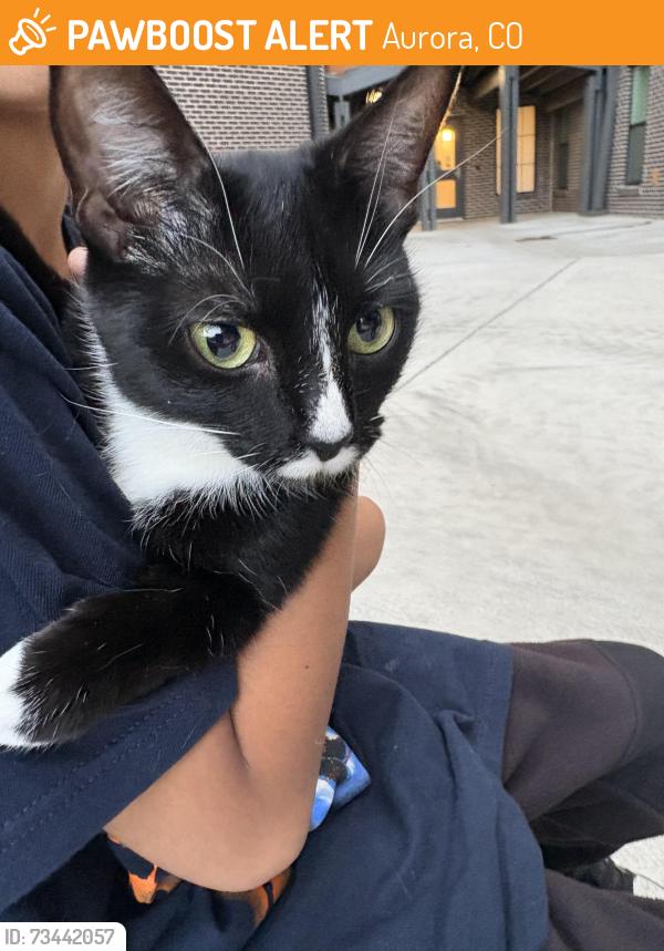 Found/Stray Unknown Cat last seen Quari st and 30th, Aurora, CO 80299