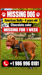 Lost Male Dog last seen Pierce Park trial, Elizabethton, TN 37643