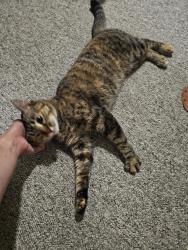 Reunited Female Cat last seen Judith pl & Oakwood rd, Oak Creek, WI 53154