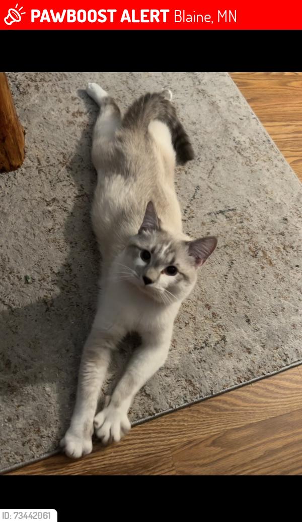 Lost Male Cat last seen 117th and 7th, Blaine, MN 55434