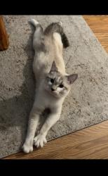 Lost Male Cat last seen 117th and 7th, Blaine, MN 55434