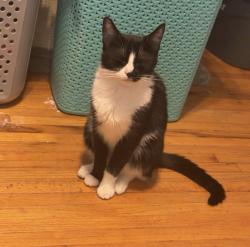 Lost Female Cat last seen On the curve of Thrush Drive, Clarksville, TN 37040