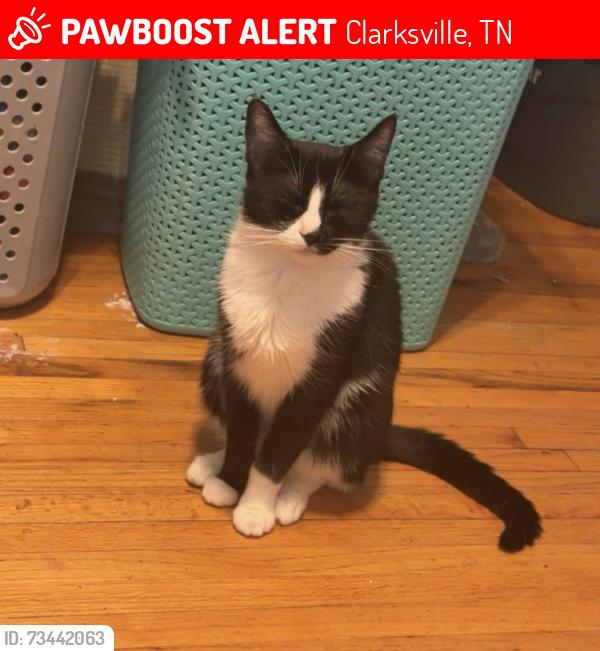 Lost Female Cat last seen On the curve of Thrush Drive, Clarksville, TN 37040