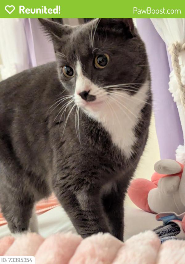 Reunited Male Cat last seen Narragansett Ave, East Providence, RI 02915