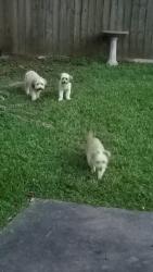 Lost Male Dog last seen Near Lake bend dr, Houston, TX 77084