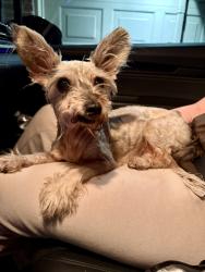 Reunited Female Dog last seen Found Colony Creek/Louetta, Harris County, TX 77379