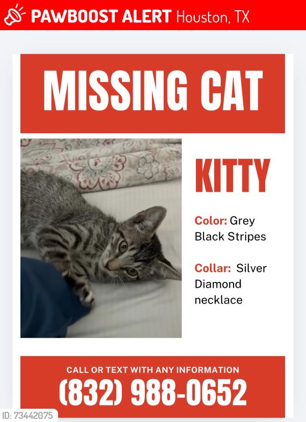 Lost Unknown Cat last seen Fondren and post oak, Houston, TX 77035