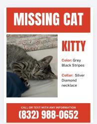 Lost Unknown Cat last seen Fondren and post oak, Houston, TX 77035