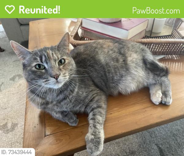 Reunited Female Cat last seen Near Westover Rd, Highwood, IL 60040