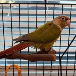 Shelter Stray Unknown Other last seen , 8020 Washington St, Port Richey, FL 34668, USA