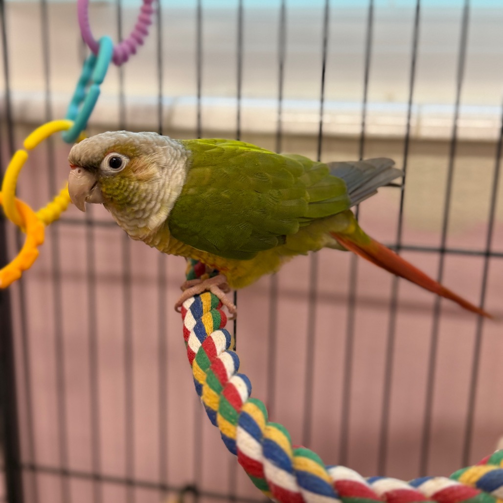Shelter Stray Unknown Other last seen , 8020 Washington St, Port Richey, FL 34668, USA
