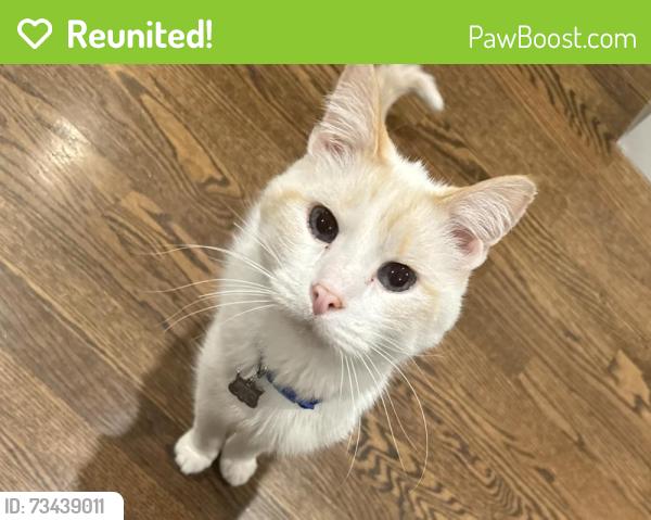 Reunited Male Cat last seen Asbury side of corwin park, Winnetka, IL 60093