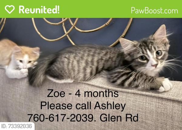 Reunited Female Cat last seen Glen Rd. and Balsam Way, Ashwaubenon, WI 54313