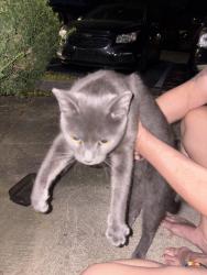 Found/Stray Unknown Cat last seen Sweetwater ct 43229, Columbus, OH 43229