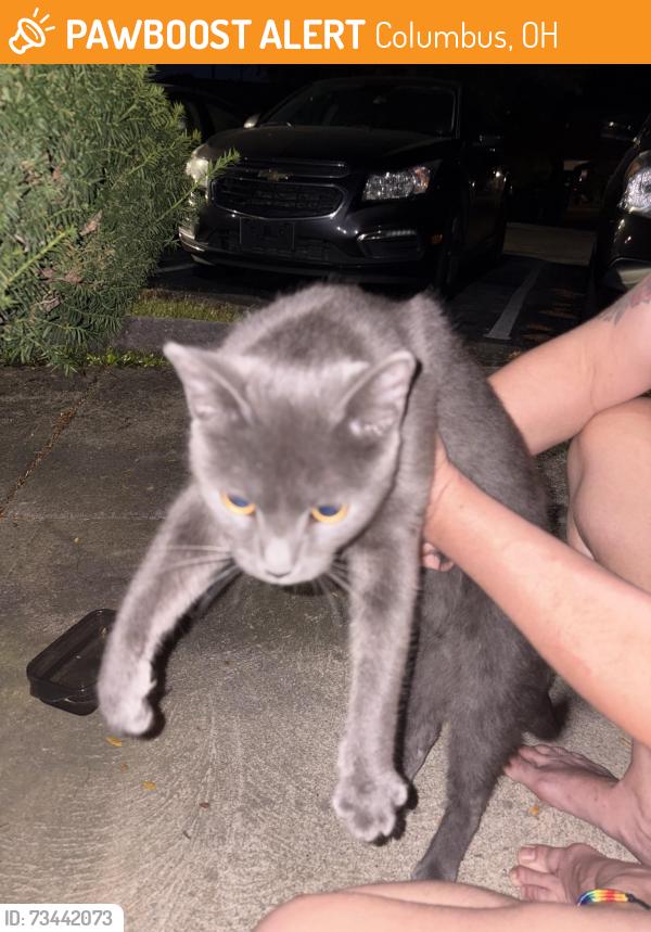 Found/Stray Unknown Cat last seen Sweetwater ct 43229, Columbus, OH 43229