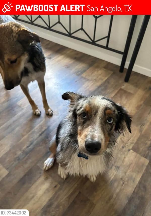 Lost Male Dog last seen Near E 23rd st, San Angelo, TX 76903