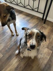 Lost Male Dog last seen Near E 23rd st, San Angelo, TX 76903
