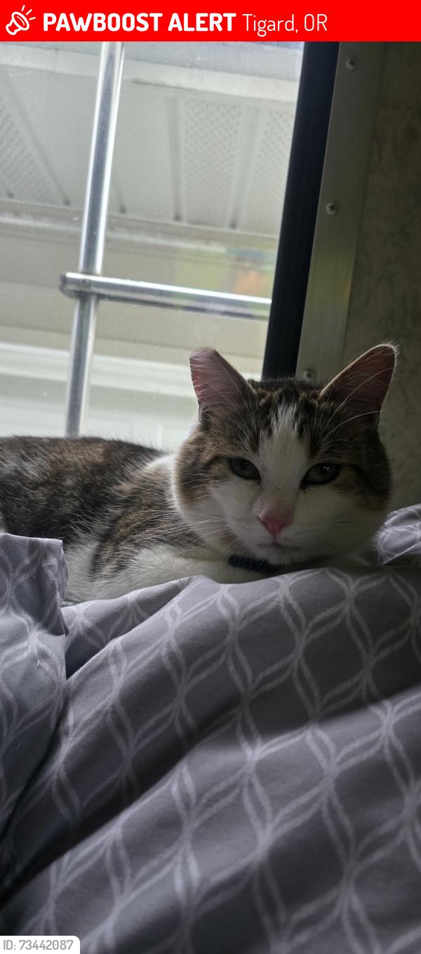 Lost Male Cat last seen SW 80th Street, Tigard, OR 97223