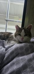 Lost Male Cat last seen SW 80th Street, Tigard, OR 97223