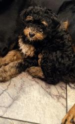 Reunited Female Dog last seen Frankford and Glenwood, Philadelphia, PA 19124