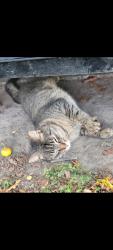 Lost Female Cat last seen Bluffton Road, Fort Wayne, IN 46819