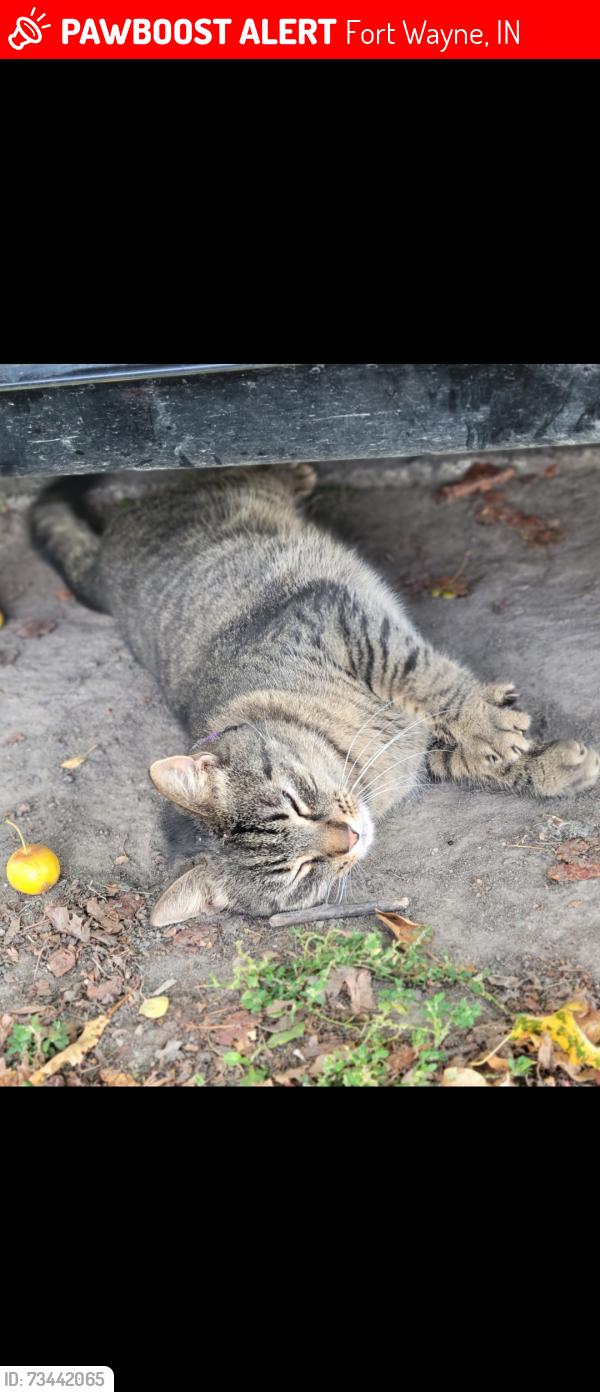 Lost Female Cat last seen Bluffton Road, Fort Wayne, IN 46819