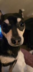 Reunited Male Dog last seen Temple dr Aliquippa, Aliquippa, PA 15001