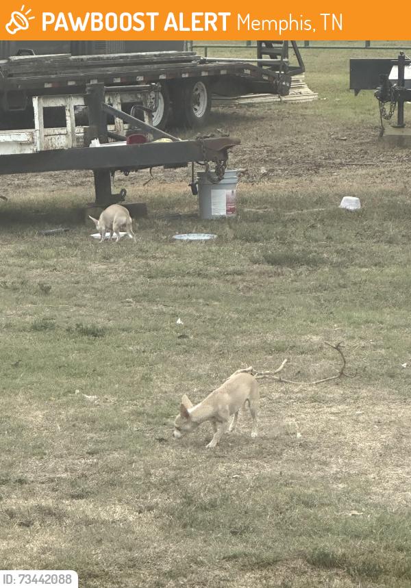 Found/Stray Male Dog last seen Central Egypt, Old Covington pike, Memphis, TN 38134