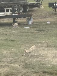 Found/Stray Male Dog last seen Central Egypt, Old Covington pike, Memphis, TN 38134