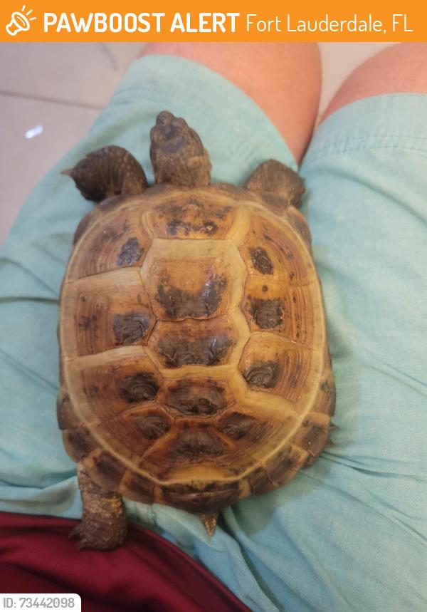 Found/Stray Unknown Reptile last seen Near NE 8th St, Fort Lauderdale, FL 33304, Fort Lauderdale, FL 33304