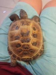 Found/Stray Unknown Reptile last seen Near NE 8th St, Fort Lauderdale, FL 33304, Fort Lauderdale, FL 33304