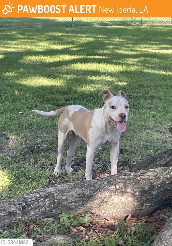 Found/Stray Male Dog last seen Hilltop Circle, New Iberia, New Iberia, LA 70563